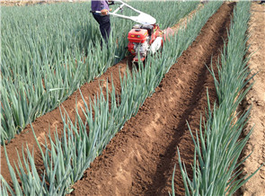 <b>大蔥開溝機(jī)</b>